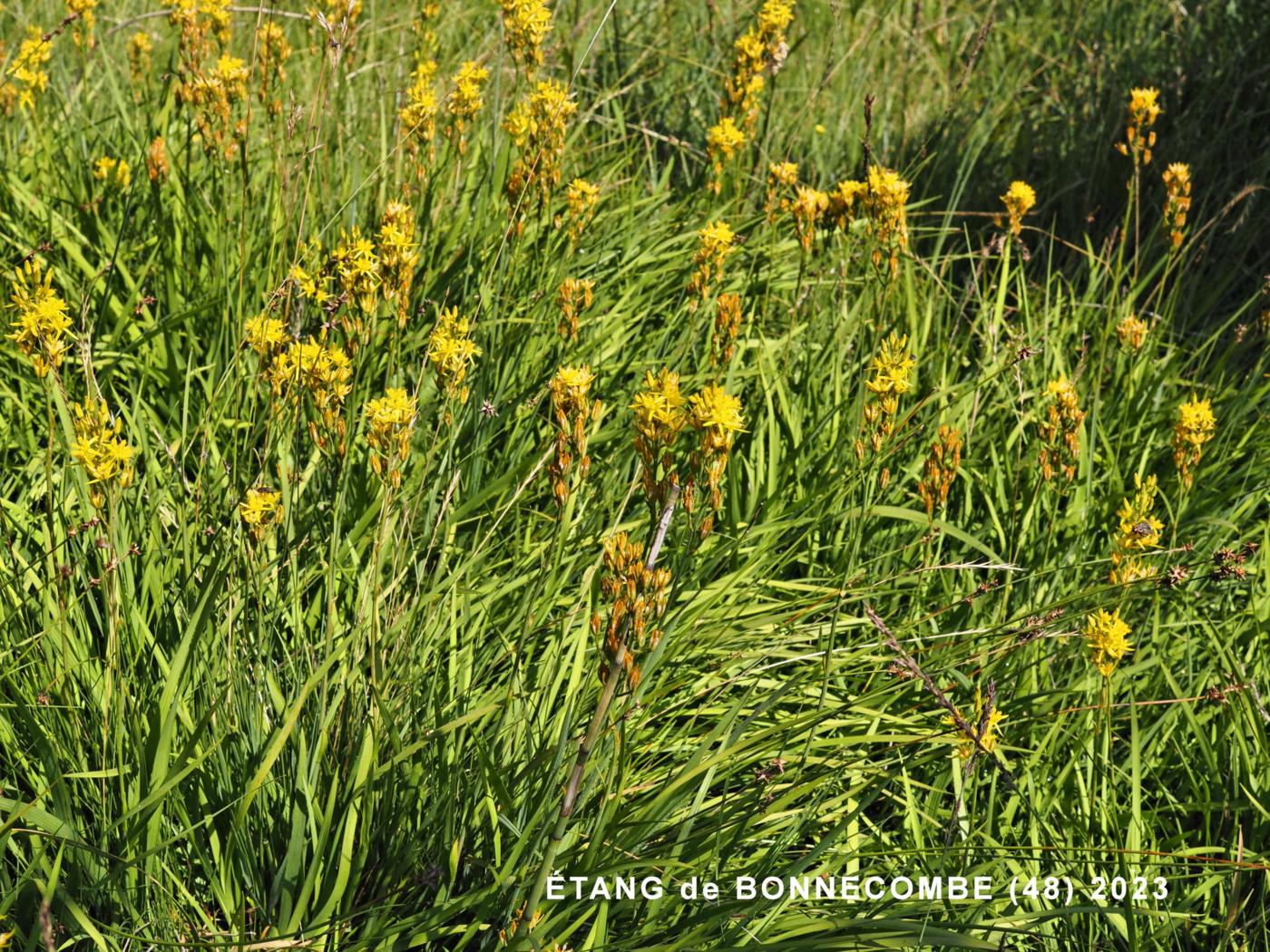 Asphodel, Bog plant